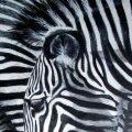 Zebra Oel auf Keilrahmen 40x50 300E