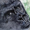 gorilla 2008 24x30 140