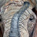 Elefant Oel auf Keilrahmen 40x50 300E