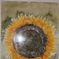 Sonnenblume 40x50 150