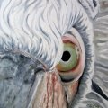 Auge Pelikan Oel auf Keilrahmen 30x30 170E