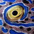 Auge Schrift-Feilenfisch Oel auf Keilrahmen 30x30 170E