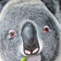 Koala Oel auf Keilrahmen 40x50 300E